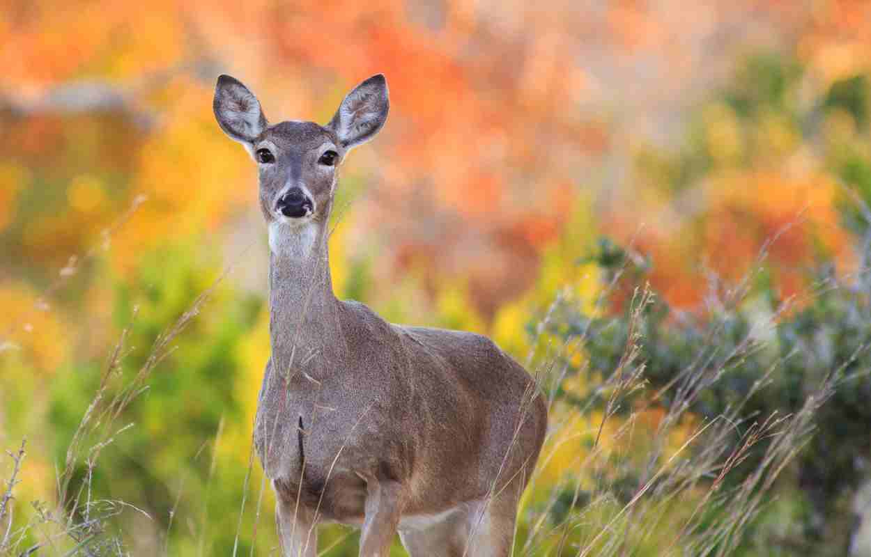 Fallow Deer Totem Animal