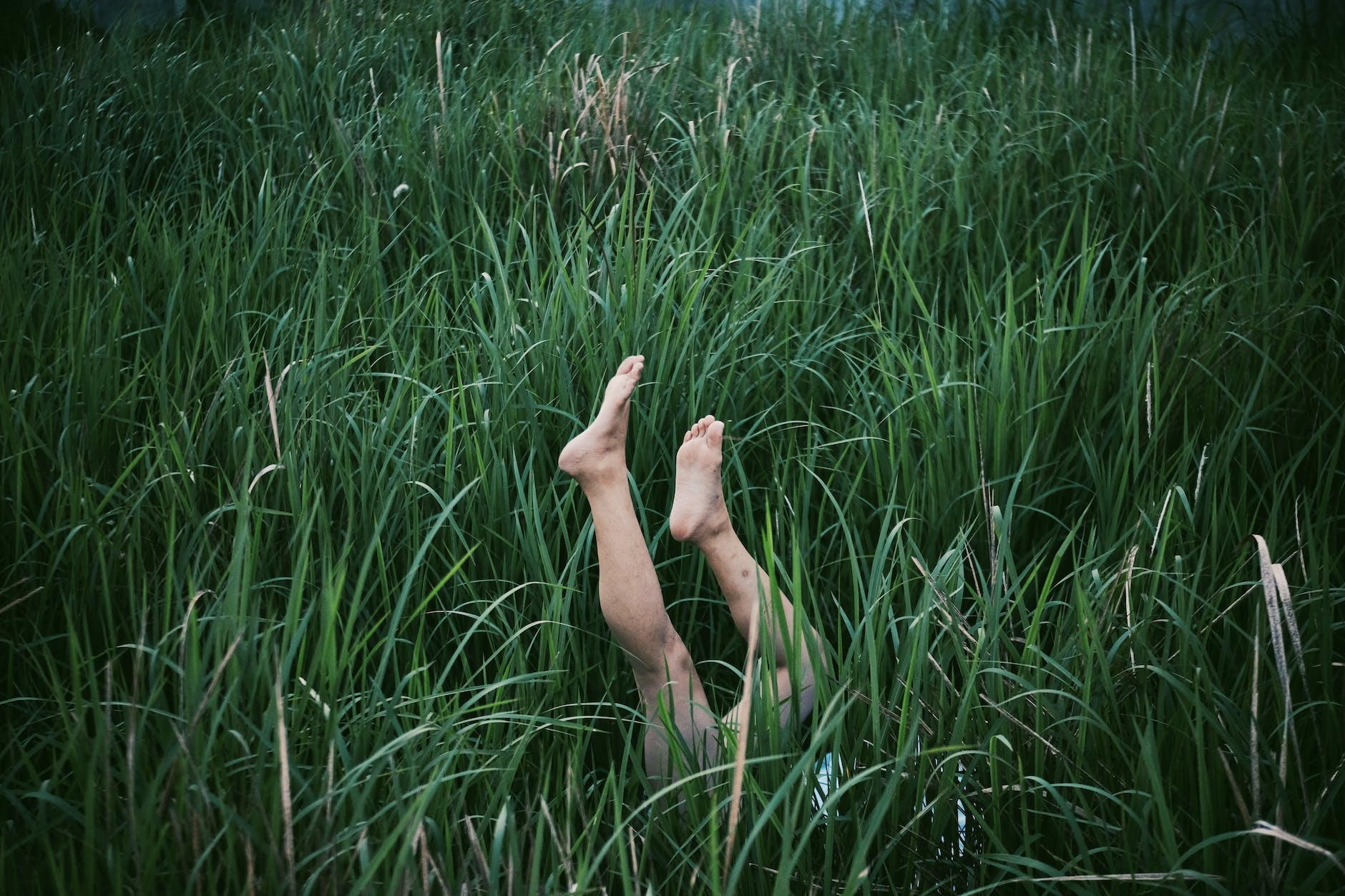 photo of person s legs surrounded by blades of grass