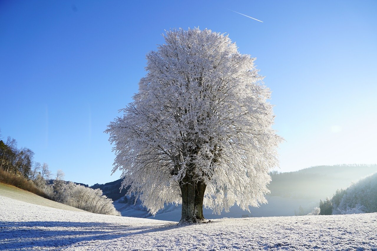 wintry tree