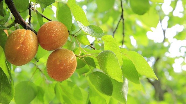 peaches tree