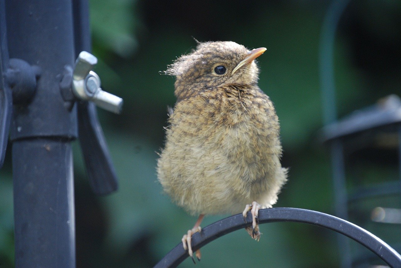 fledgling bird