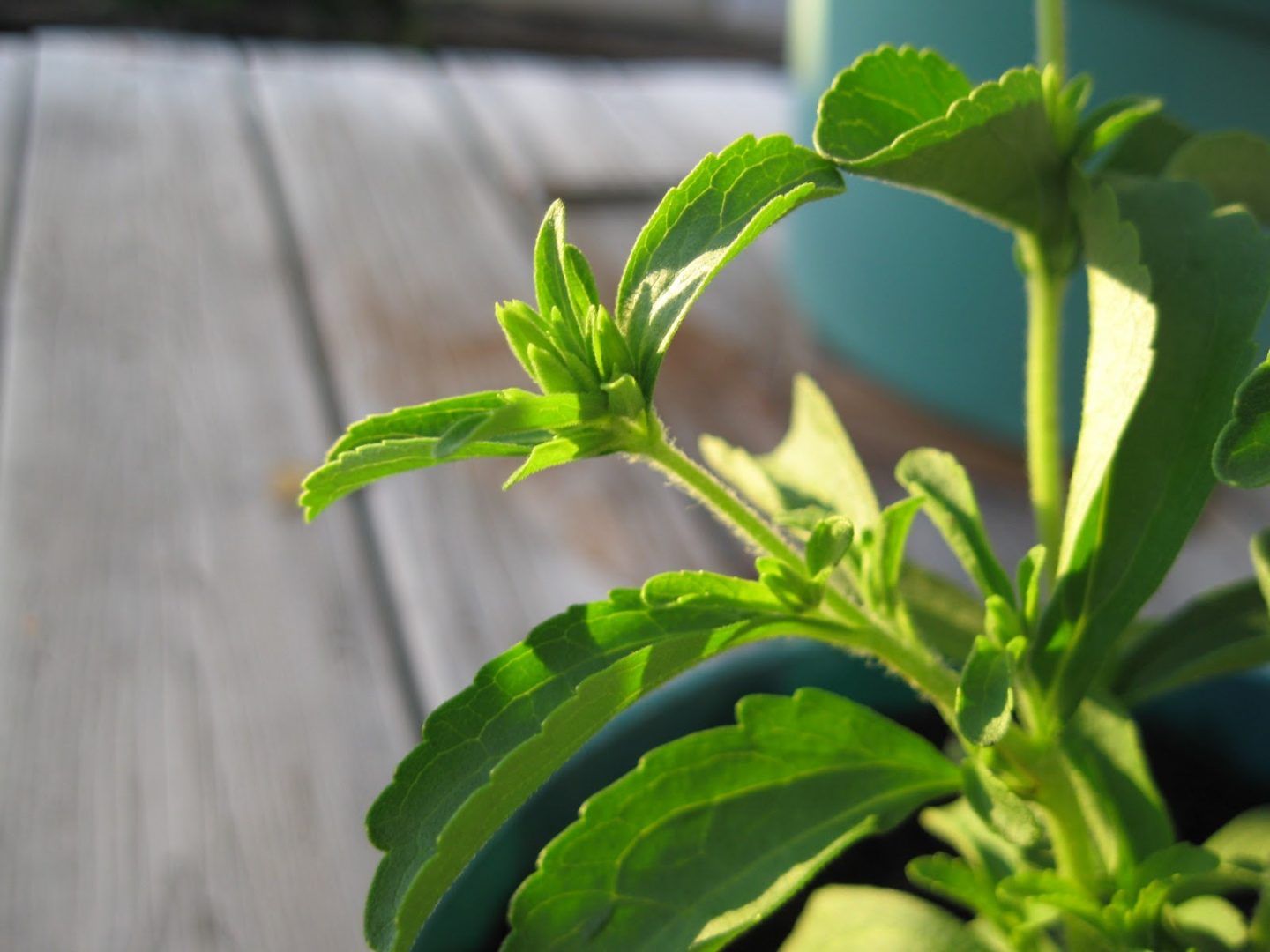 stevia plant