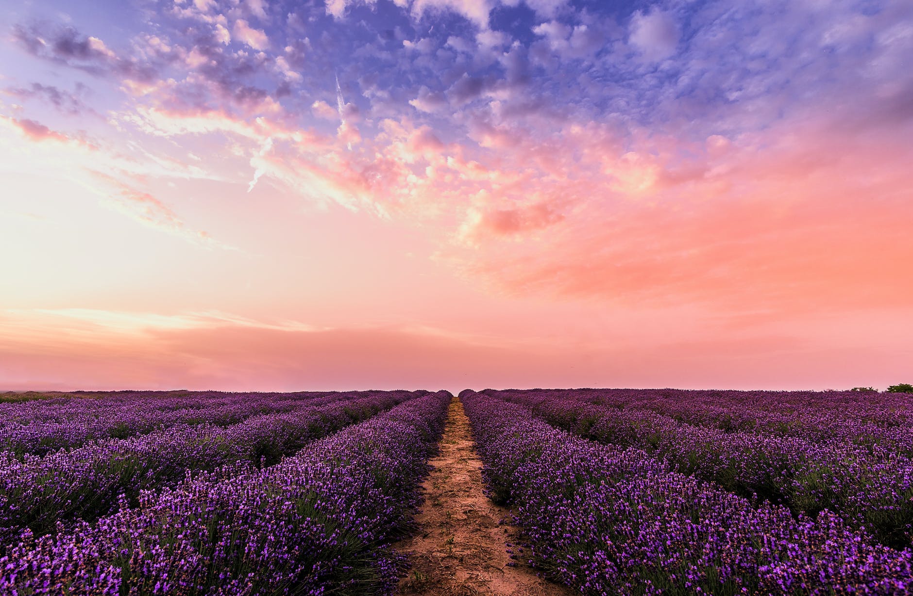 photo lavender flower field under pink sky