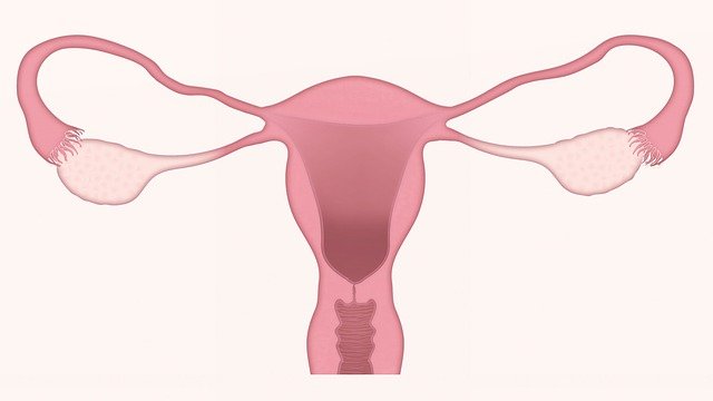 cervix uterus