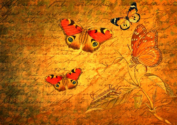 transformation script butterflies