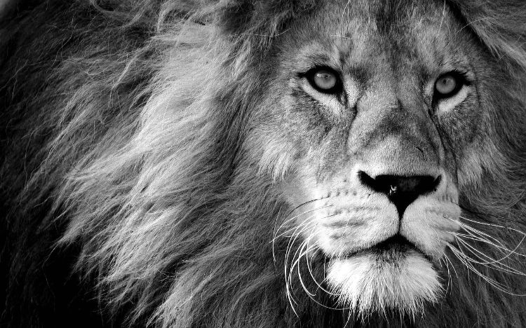 Courage – Be The Lion Not The Sheep