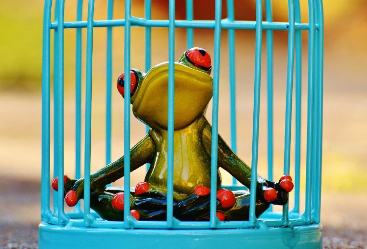 frog prison