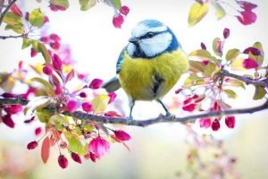 spring blue tit