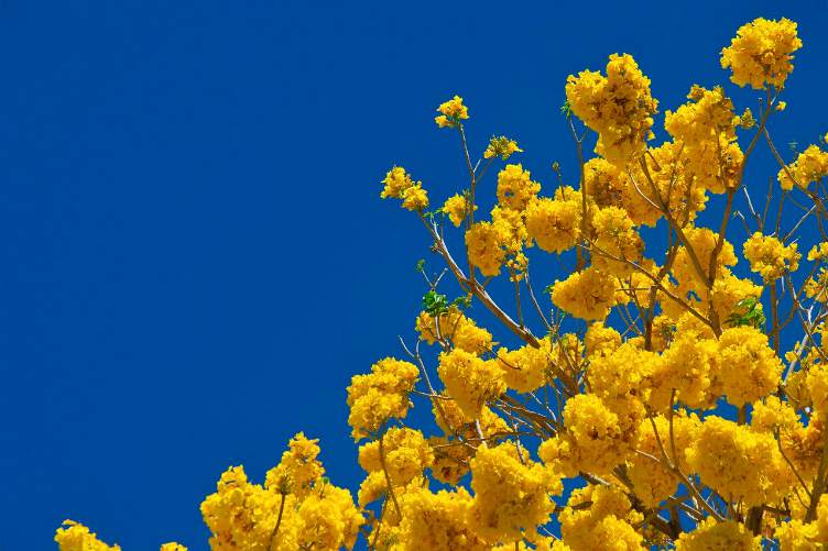 yellow happy flowers