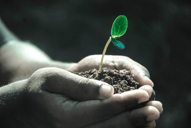 hands seedling