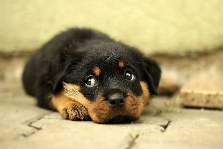 rottweiler scared puppy