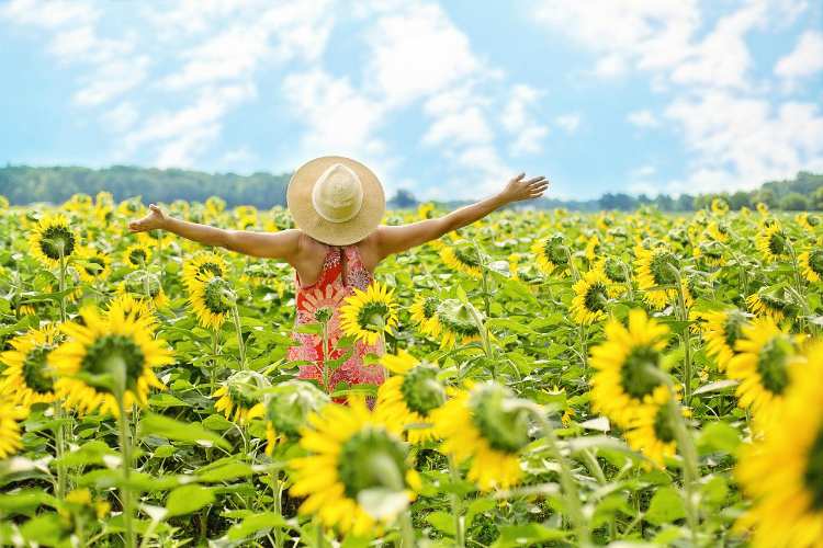 sunflowers woman