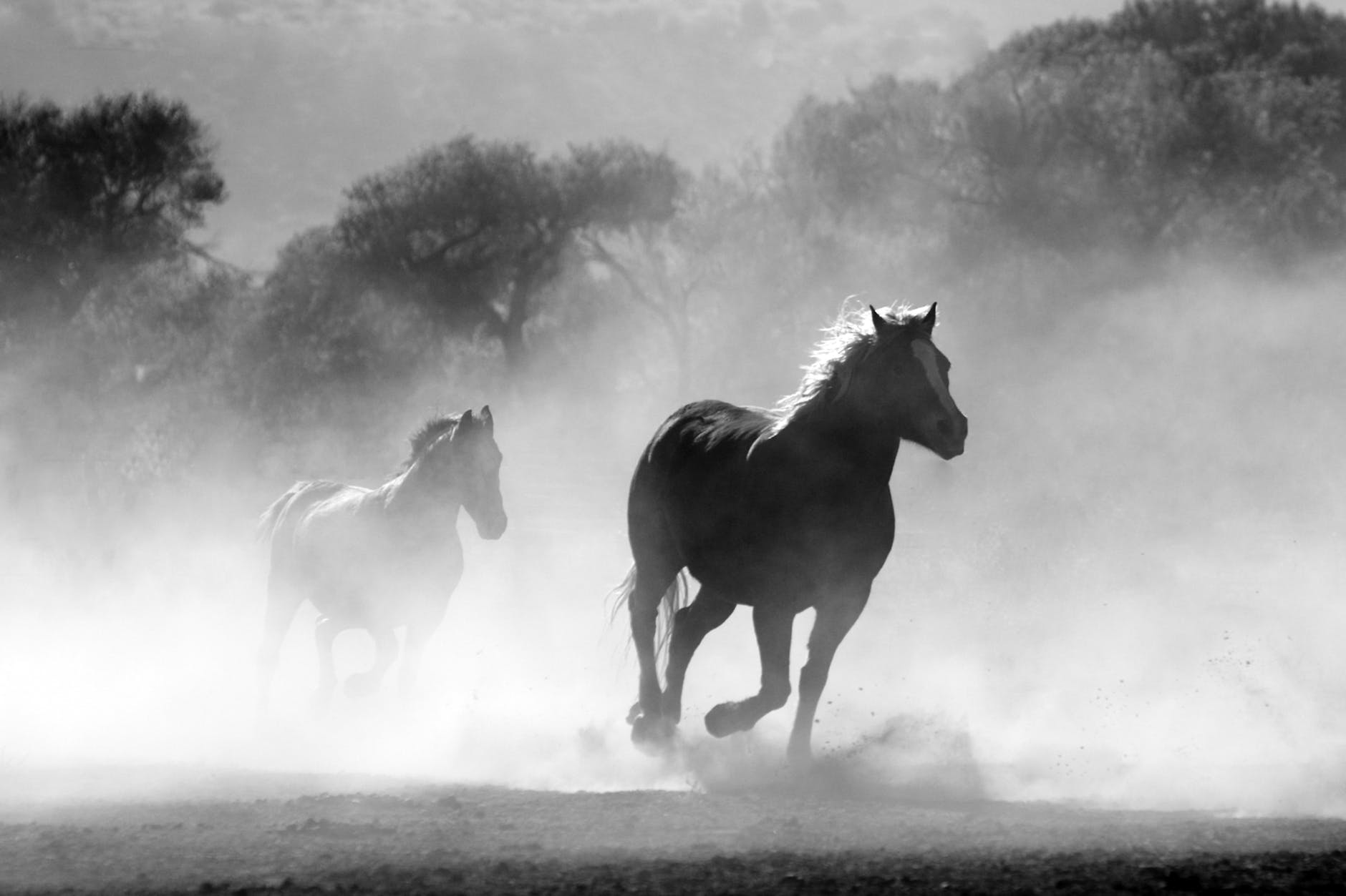 horses freedom