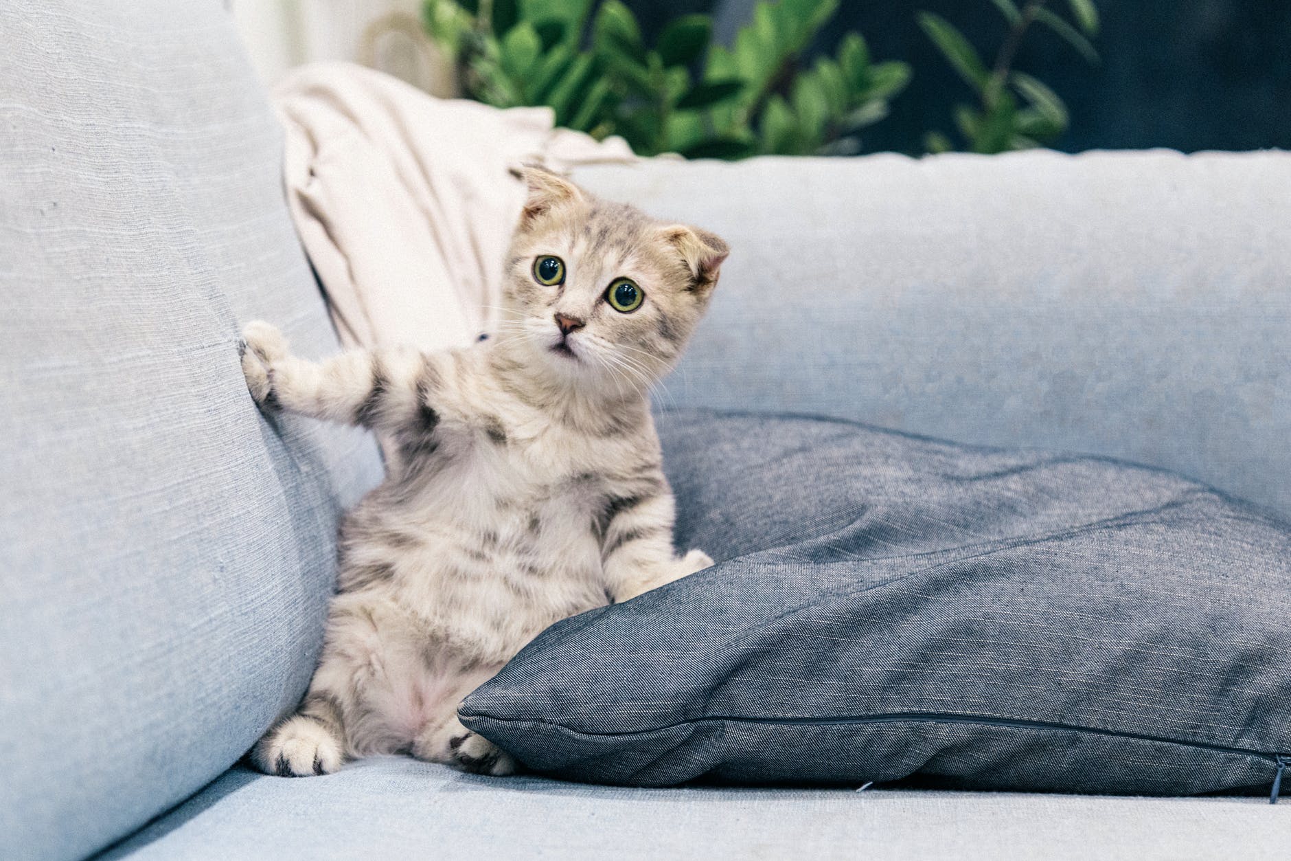 photo of gray and white tabby kitten sitting on sofa